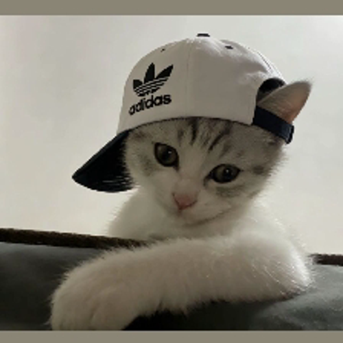 RAGEnova龙魂
