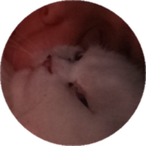 S2GAhmetNP31