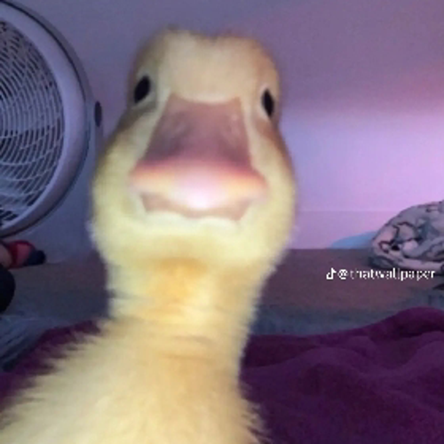 cinarefe626@gmail.com