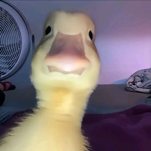 deliemrah756@gmail.com