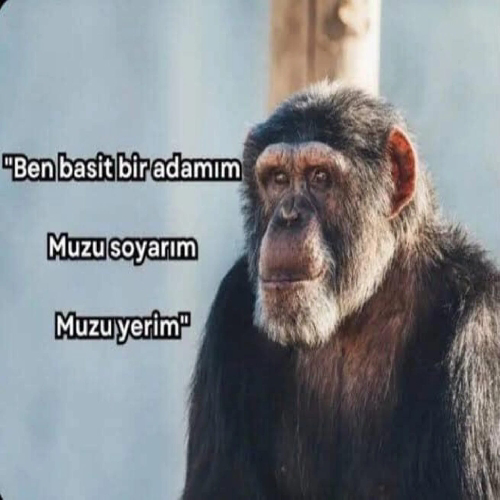 efehanbacak1806@gmail.com