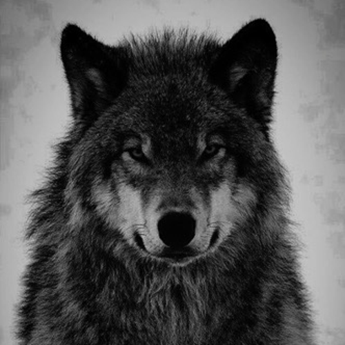 ＶＩＫＩＮＧ啦