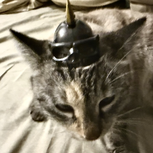 nemes.boy6@gmail.com