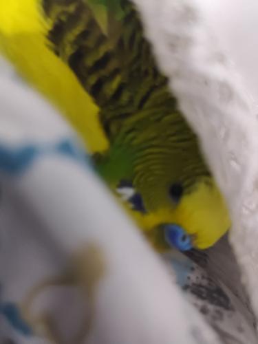 Ama şunu çok iyi yapıyolar logo