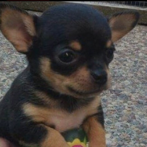 atatürkün çocukları