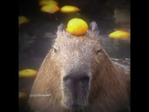 ScaryCapybara logo