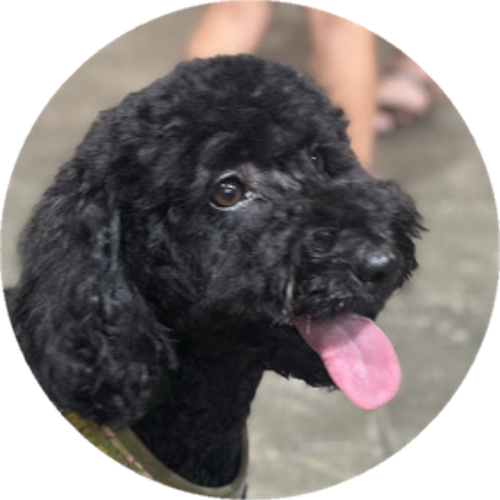 Köpek Esports