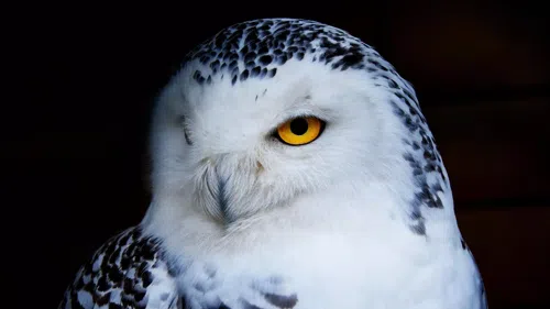 OWLS logo